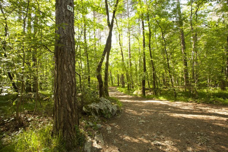 Live near sweetwater creek, walk trails like these