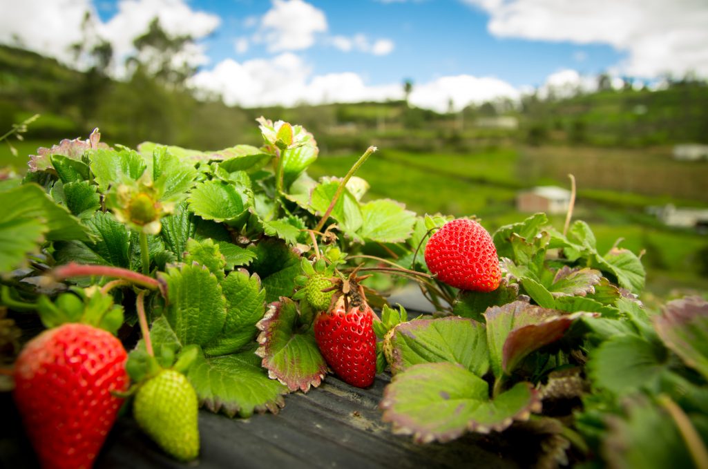 Pick-Your-Own Strawberries in Loganville