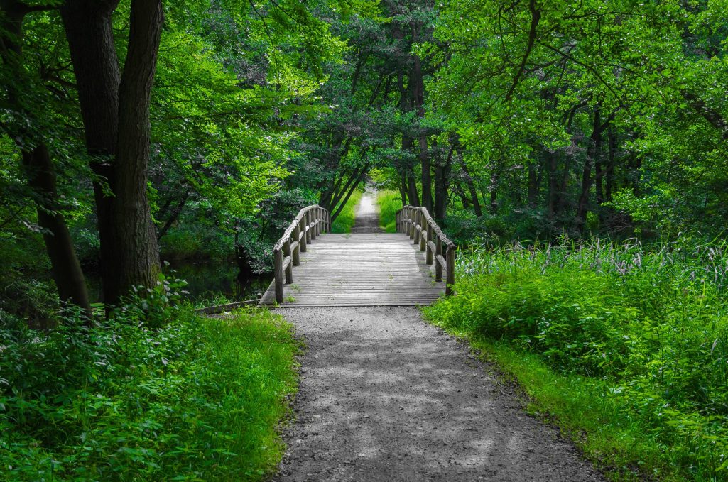 Tribble Mill Park near Seaboard Junction