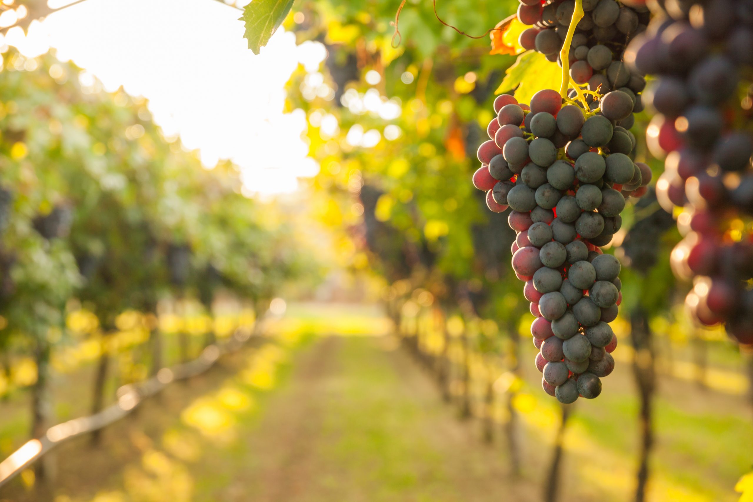 Chateau Elan Winery ©Lukasz Szwaj