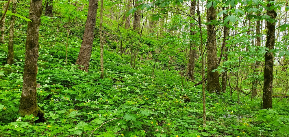 nature in Paulding County ©Donna Bollenbach