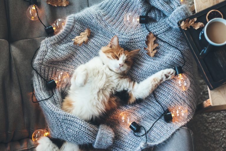 Snuggly-Cat-on-a-Sweater-Home-Decor-2024 ©Alena Ozerova